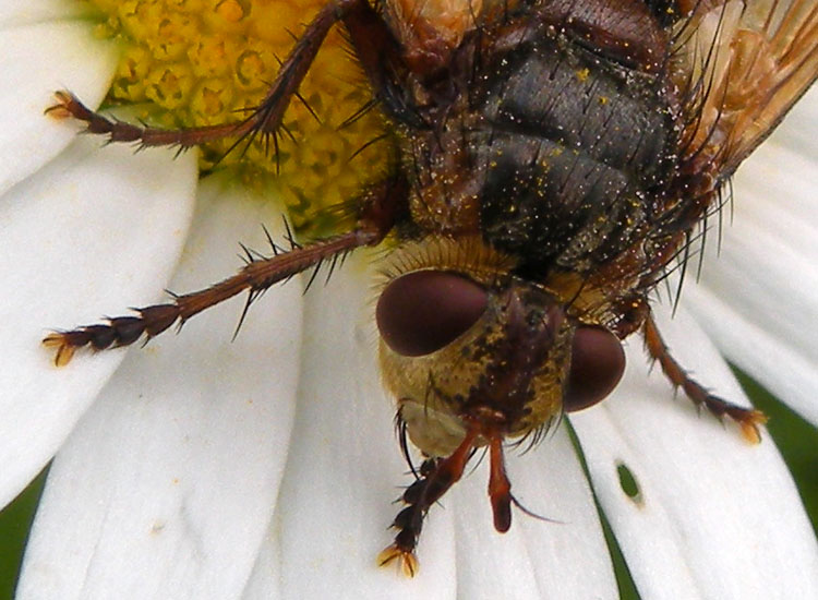 Tachina cf magnicornis ♂ e ♀ (Tachinidae)